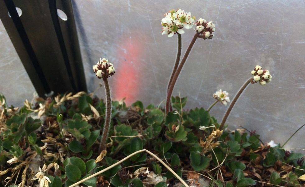 Cordate-Leaved Saxifrage